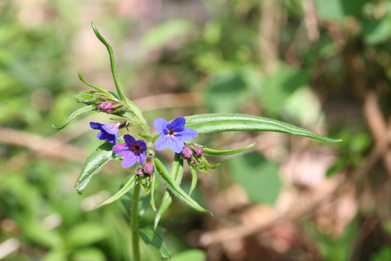 Aegonychon purpurocaeruleum (=Buglossoides purpurocaerulea) / Erba perla azzurra